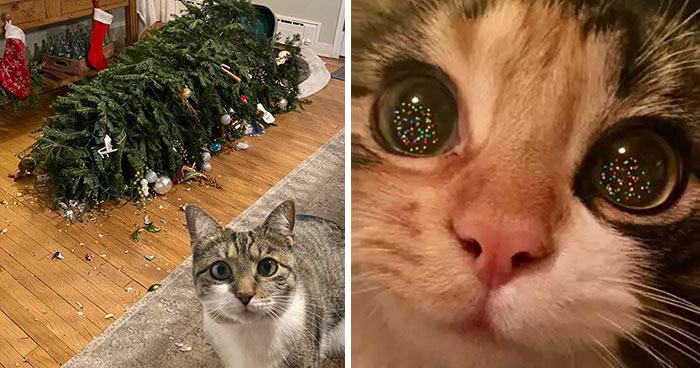 50 Funny And Cute Pets Who Made Or Broke Christmas (New Pics)