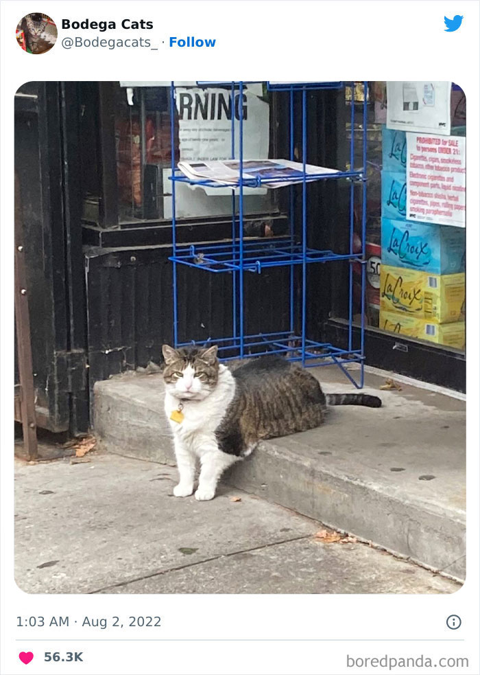 Funny-Shop-Cats-Pictures