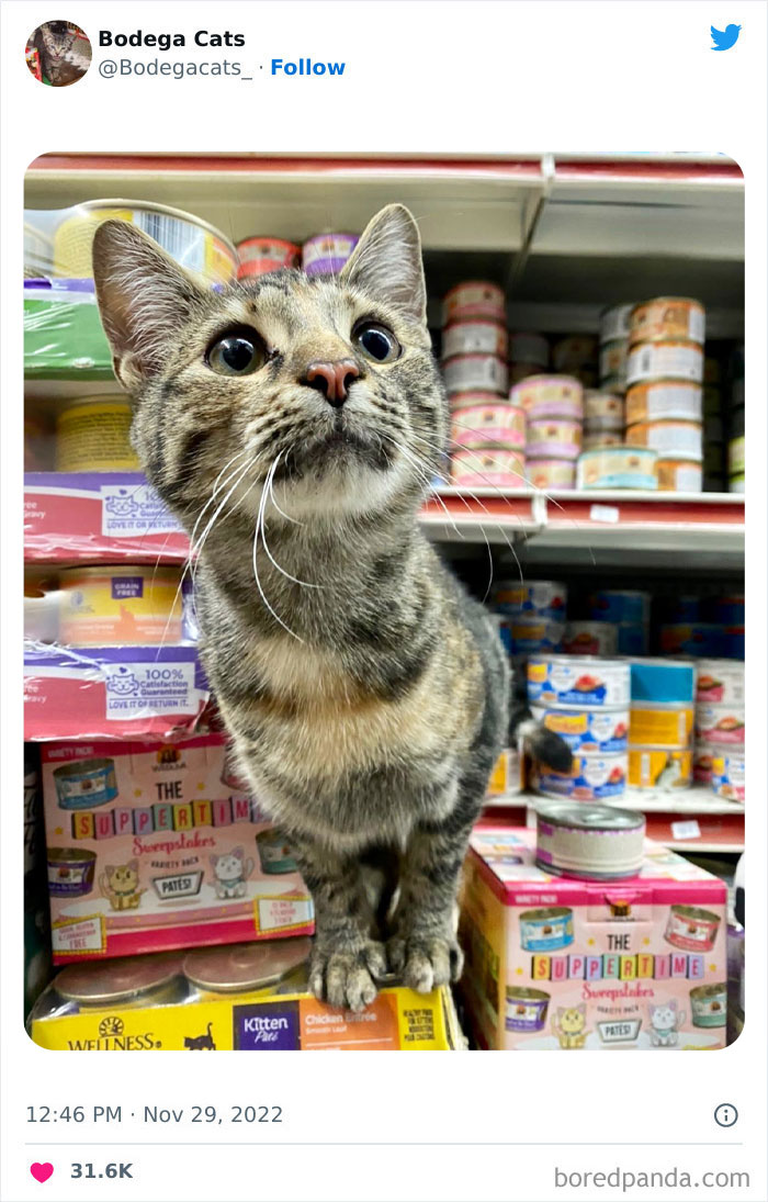 Funny-Shop-Cats-Pictures