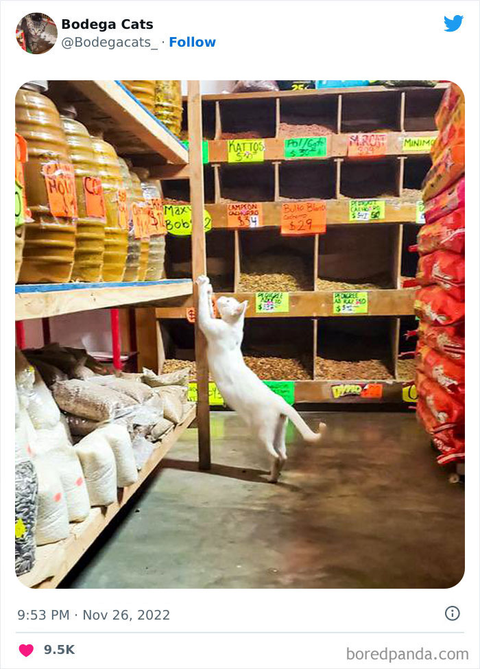 Funny-Shop-Cats-Pictures