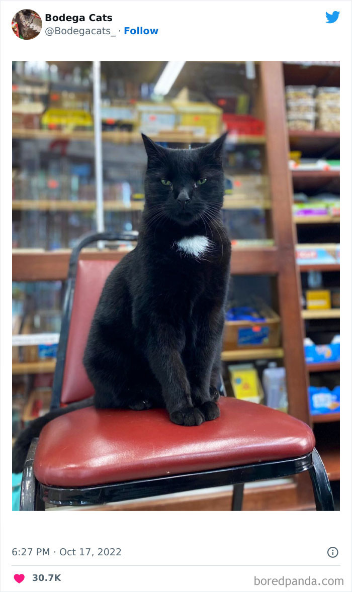 Funny-Shop-Cats-Pictures