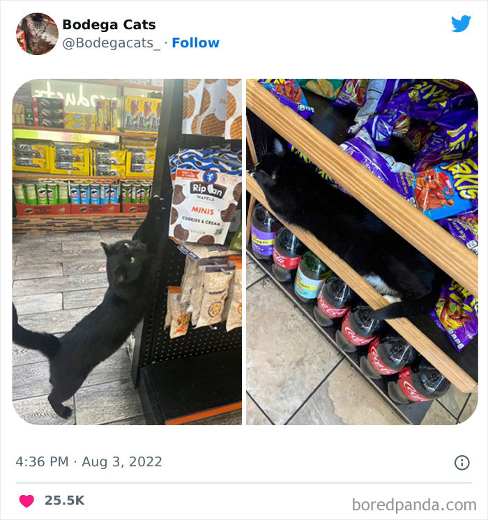 Funny-Shop-Cats-Pictures