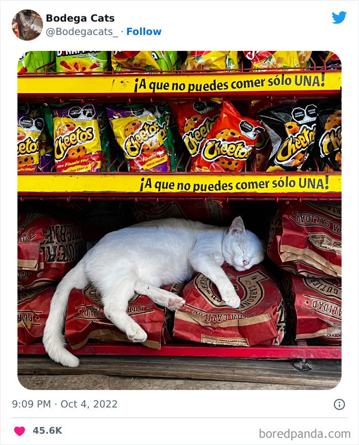 Funny-Shop-Cats-Pictures