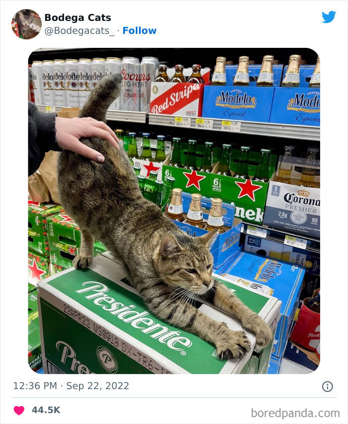 Funny-Shop-Cats-Pictures