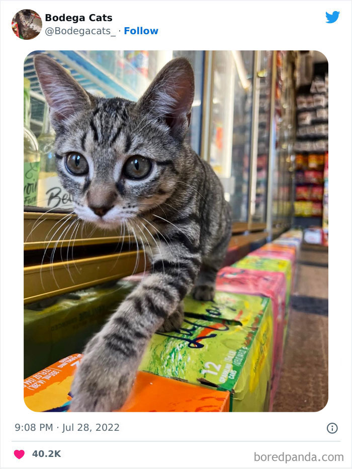 Funny-Shop-Cats-Pictures