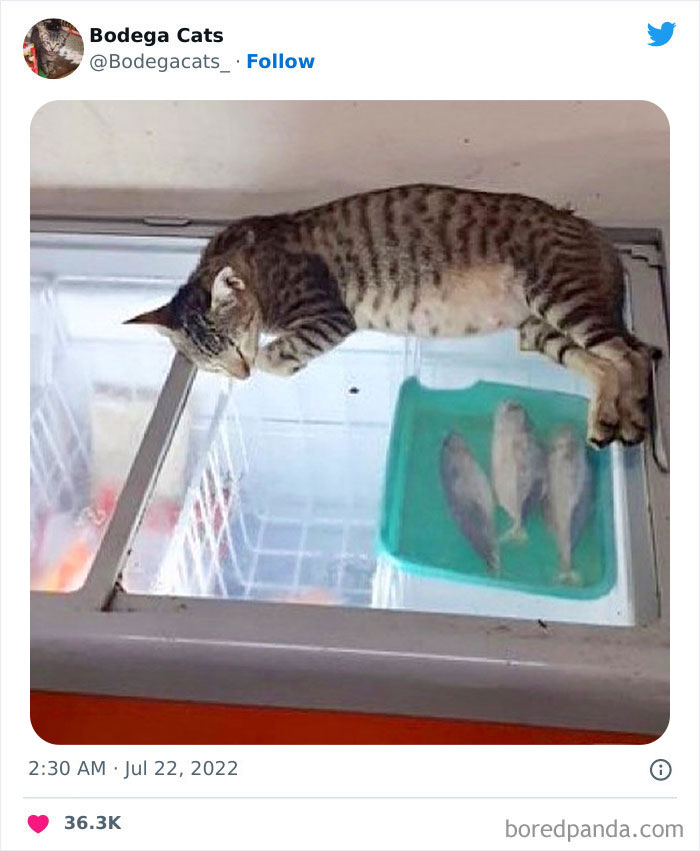 Funny-Shop-Cats-Pictures