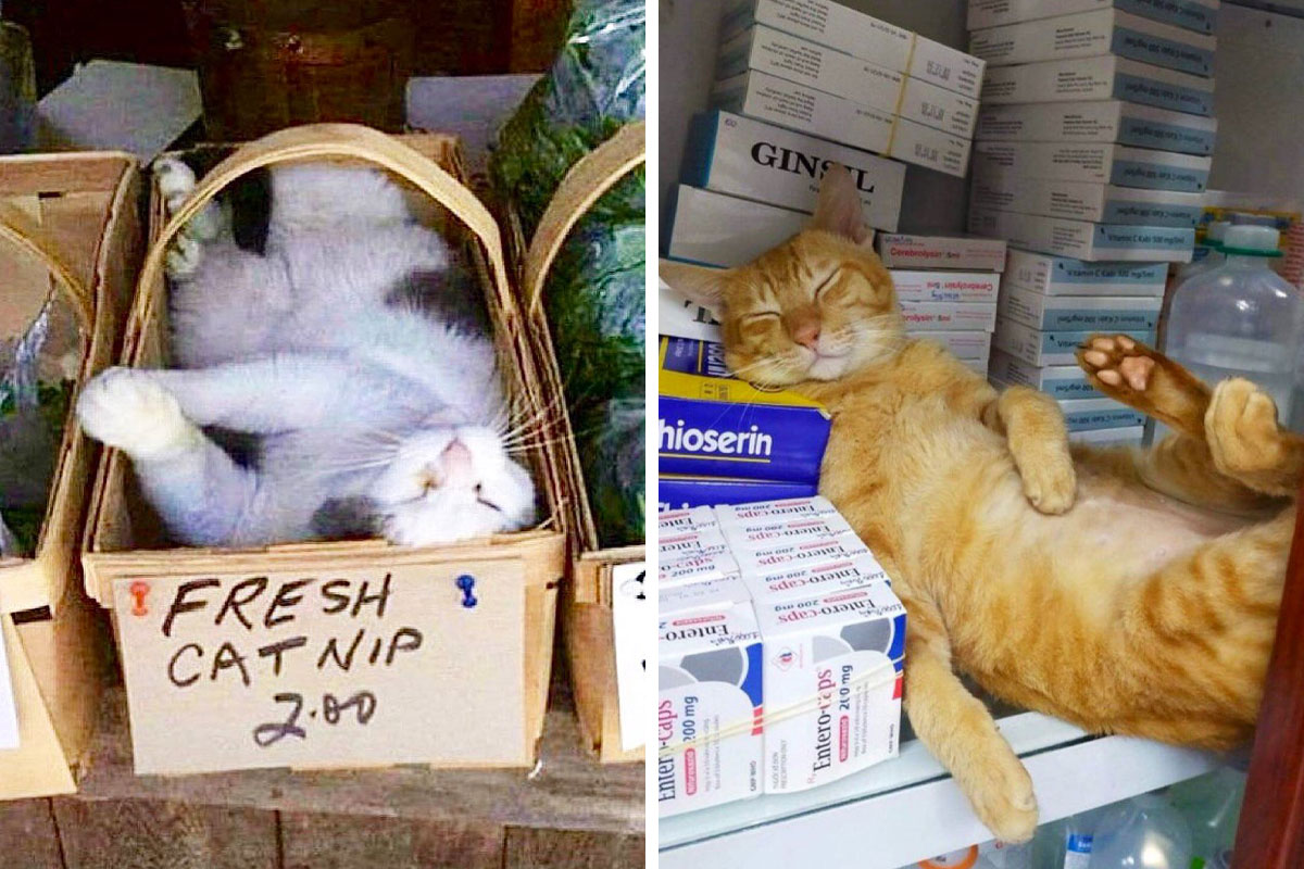 Cute And Funny Cats In Shops Looking Like They Own The Place, As Shared On  This Twitter Page (New Pics) | Bored Panda