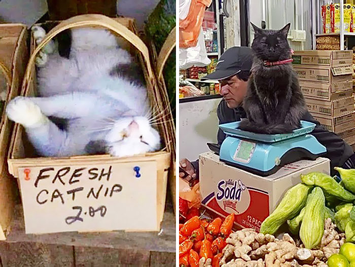 Estos adorables gatos de bodegas y tiendas se ven como si fueran los dueños del lugar (nuevas imágenes)