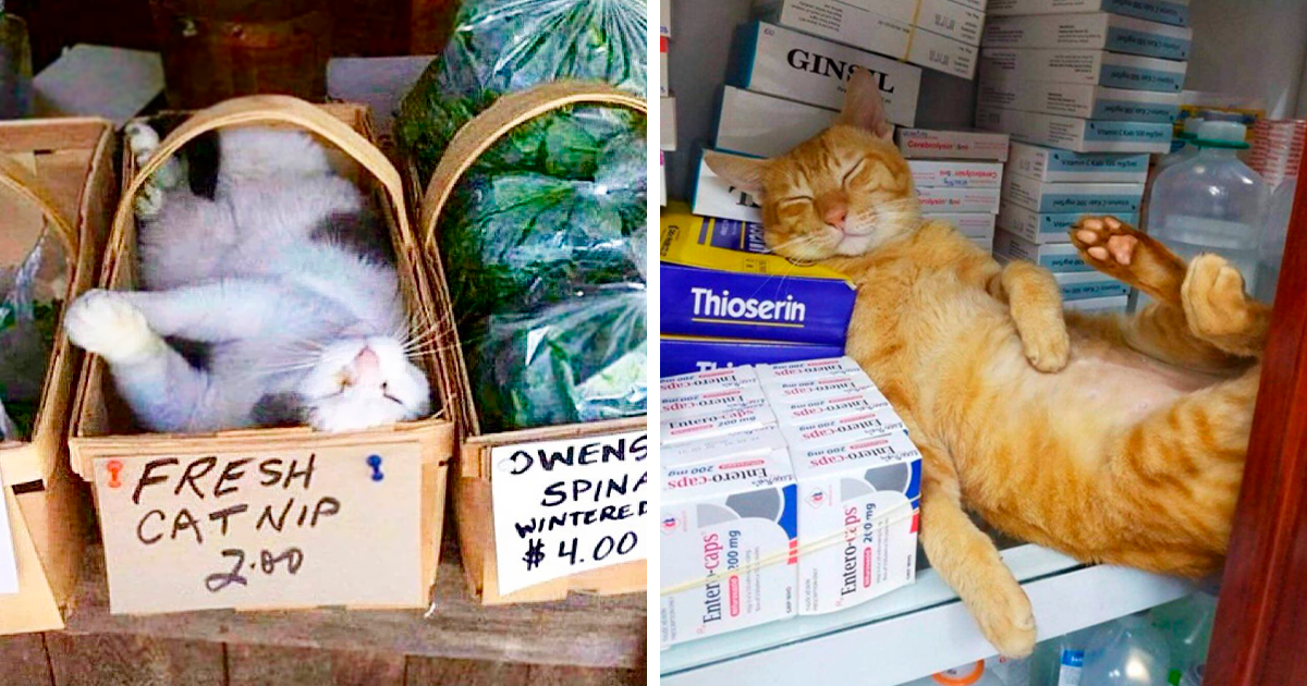 funny shop cats pictures fb
