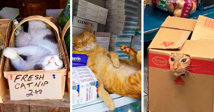 This Twitter Account Collects Photos Of Cats In Small Shops Looking Like They Own The Place (135 New Pics)
