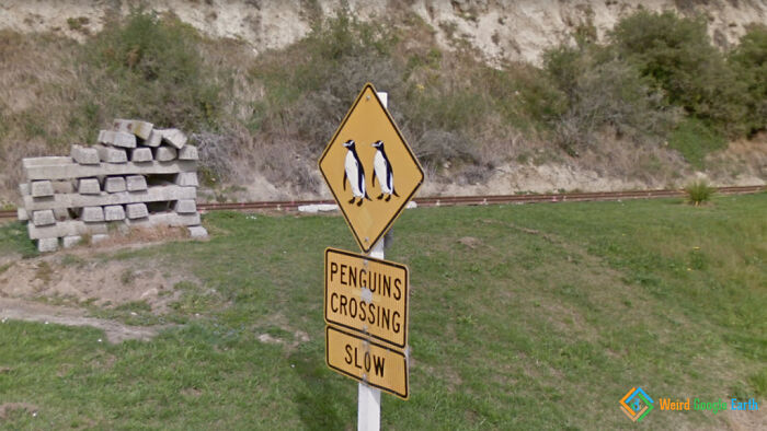 "Penguins Crossing". Location: Oamaru, New Zealand