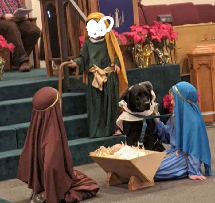 One Year, My Dog Was A Sheep In The Church Christmas Pageant. She Loved Every Second Of It