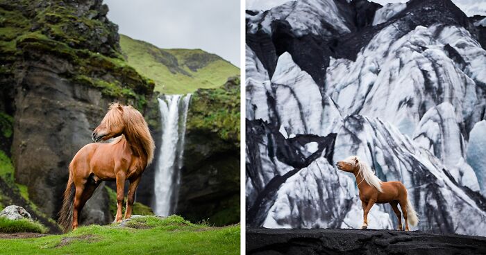37 Pictures Of Beautiful Horses I Captured In Wild Icelandic Scenery (New Pics)