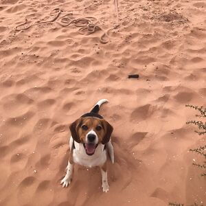 mini-cow-queen avatar