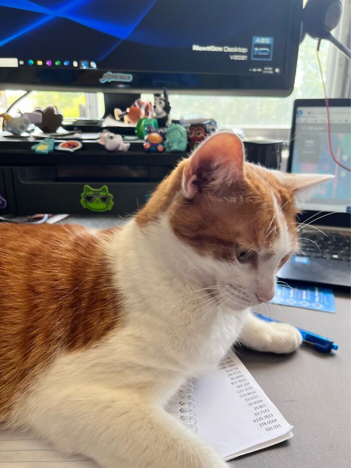 Daily Issue #2 Working Form Home, Posted My Black Cat, This Is Morgana. She Demands My Time