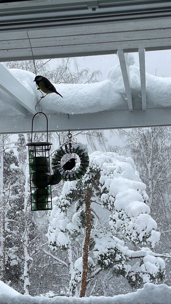 Gotta Feed Them Birdies!