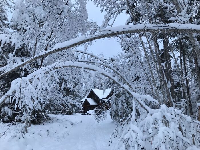 Log Cabin In The Woods, Vancouver Island