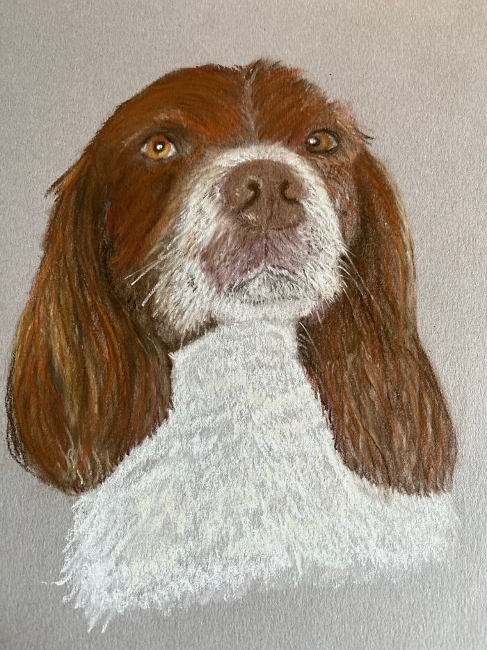 This Spaniel Using Pastel Pencils
