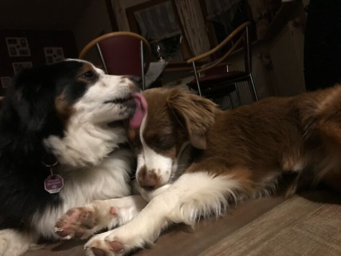 My Aunt's Doggos, This Is Layla Cuddling Her Daughter Amy :)