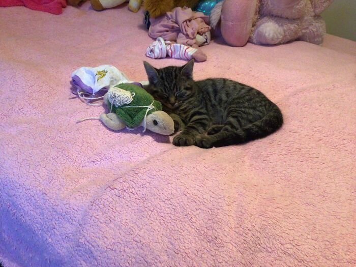 My Cat Loves This Turtle ❤️❤️❤️