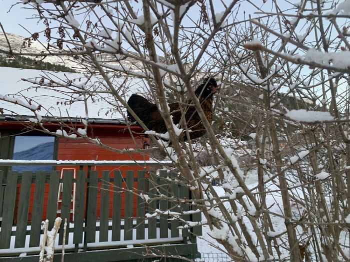 Today The Ground Is Not Lava