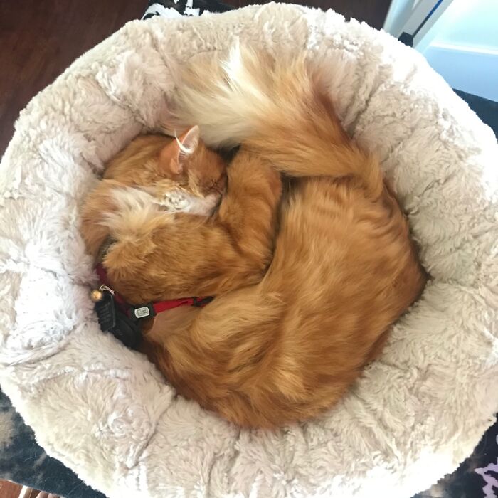 Cat As Firefox Logo