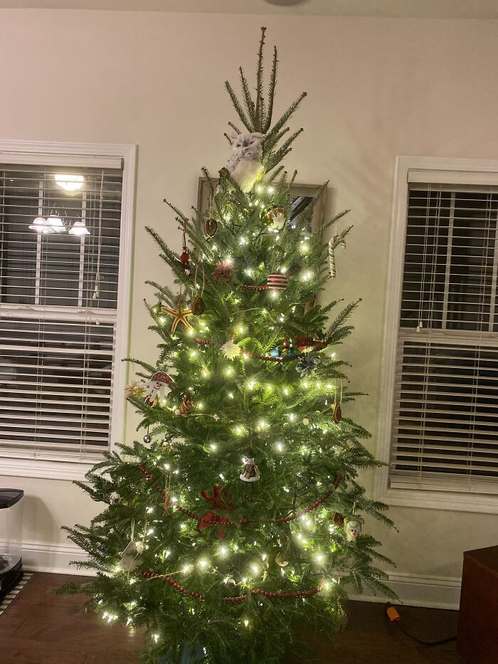 We’ve Started Using Real Trees The Past Couple Years