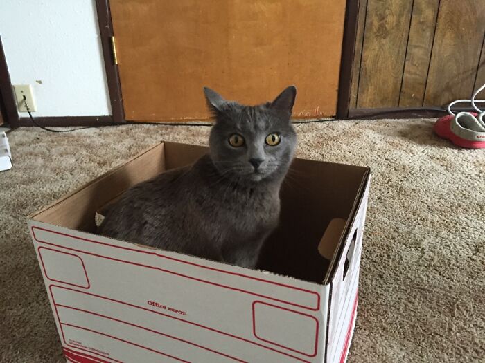 I Moved Into A New Apartment With Teegra. She Found The First Empty Box