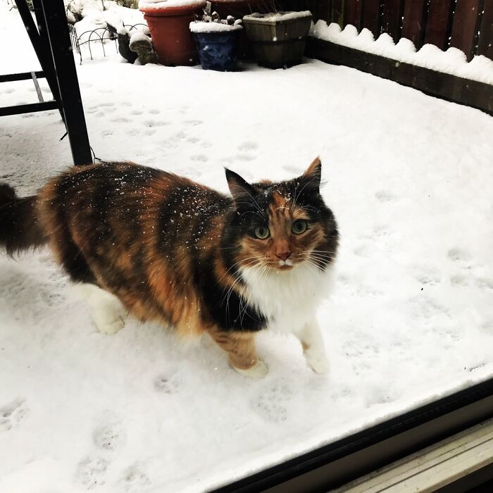 My Cat Honey. She Wasn’t Sure At First But Will Tolerate The White Stuff To Look This Cute!
