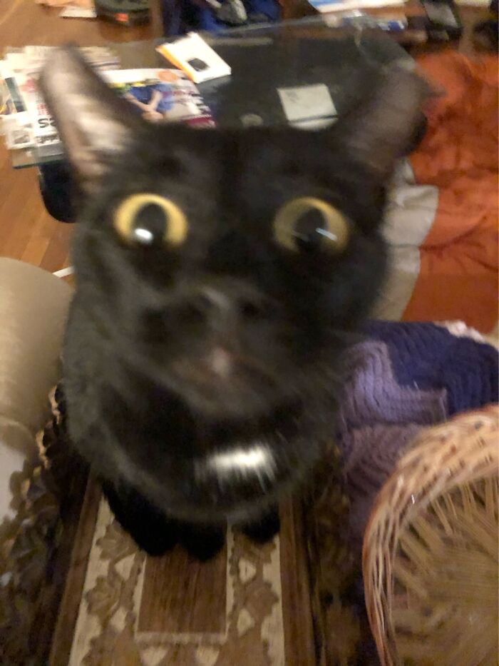 Teddy Bear Cam Is Now History