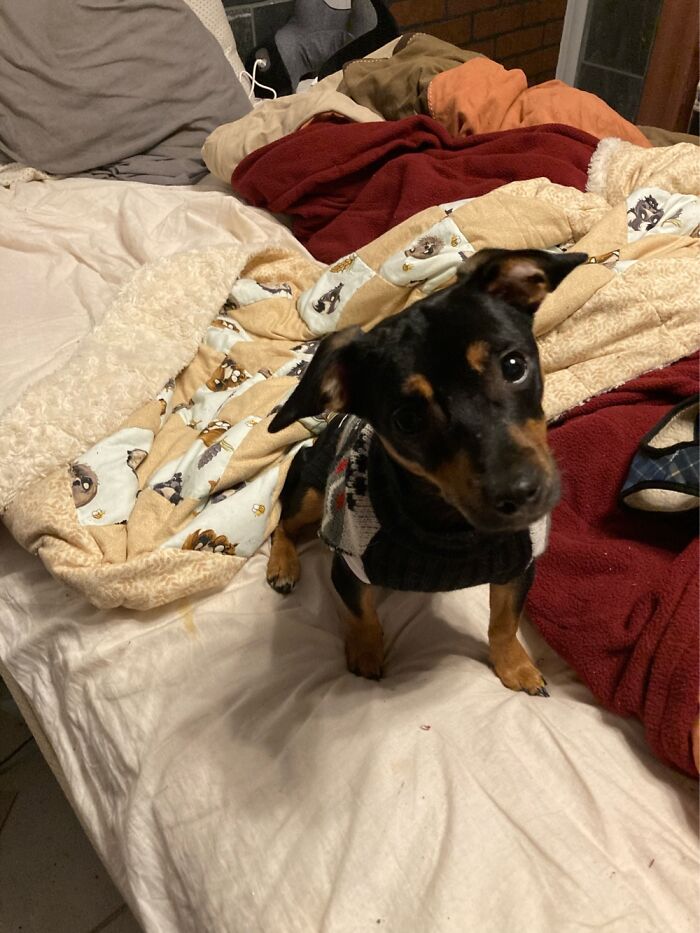 My Sweetest Boy Emotional Support Dog Theo