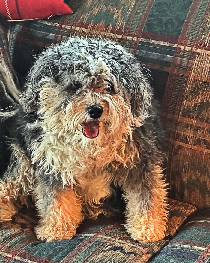 Skye, A Rescue Living Her Best Life On Our Pnw Farm