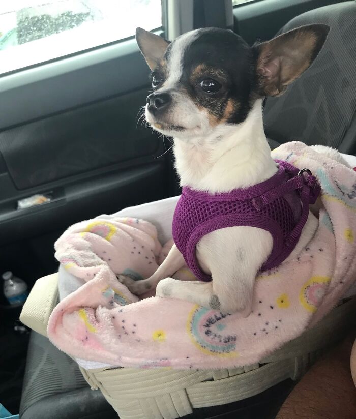 Lilgirl Strapped In Her Carseat- All 2 Lbs Of Her, Ready For A Car Ride