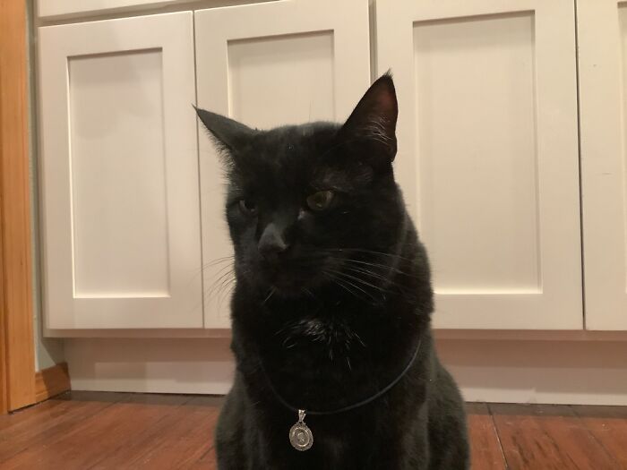 Show Us A Pic Of Your Animal Looking Majestic