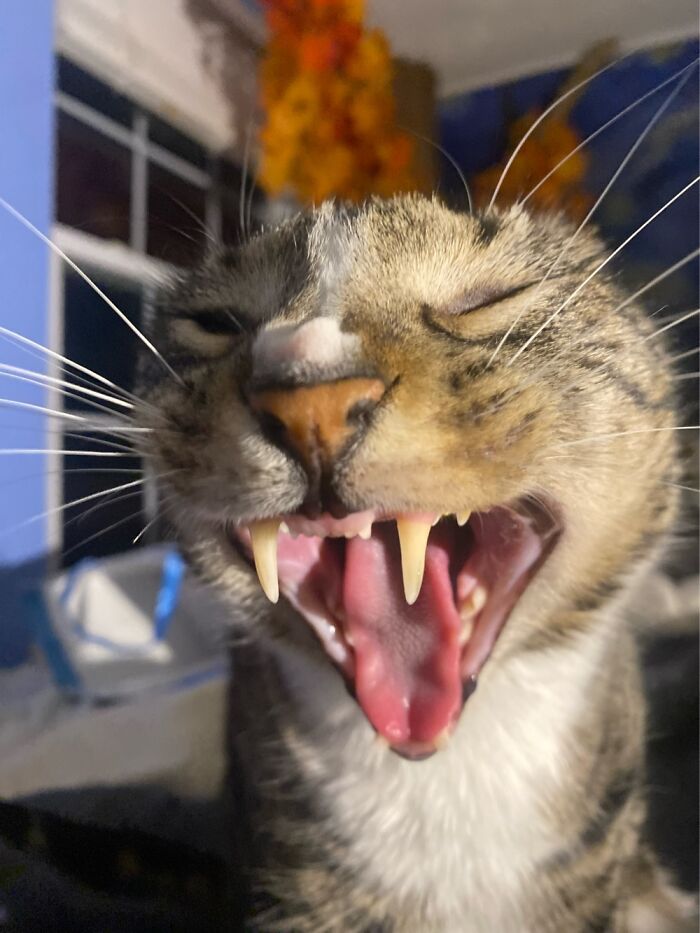My Cat Gunner Yawning. Got Really Lucky With This Pic
