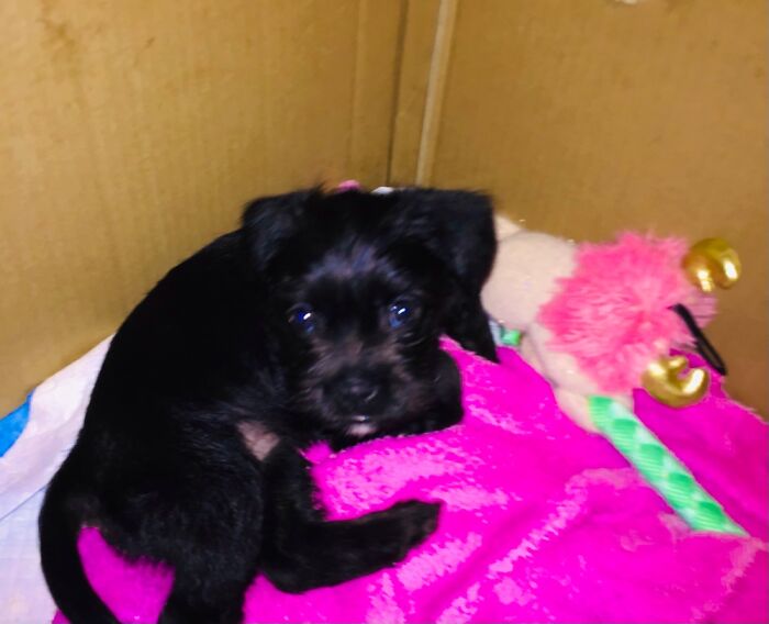 Her Name Is Chewy ....best Xmas Present Ever!!!