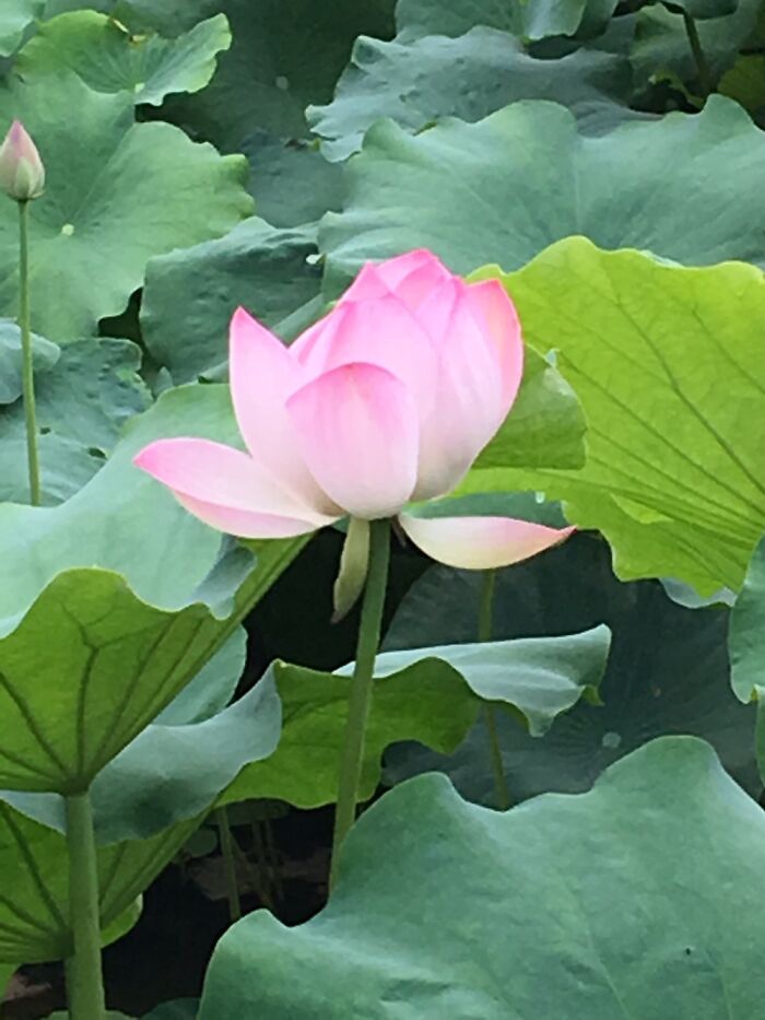 Water Lily On Campus Of Sichuan University, Chengdu, China