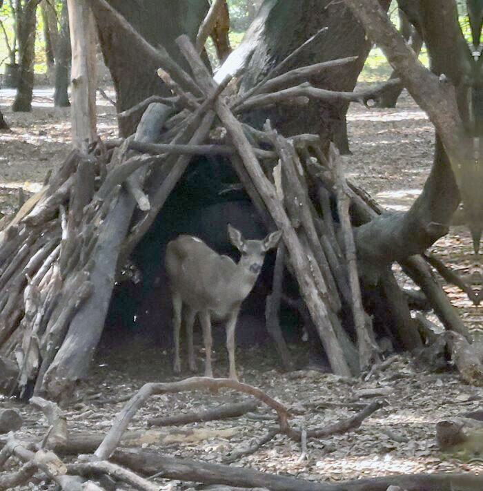 Encontré un ciervo en una cabaña improvisada en el bosque