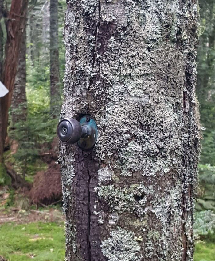 Picaporte en un árbol en medio del bosque