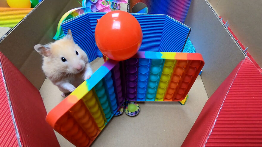 I Made A Prison Maze From Pop-It Toys For My Hamster To Escape