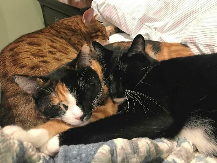 Kitty Pile (Cheetah, Waffles, & Squid). Now Where Am I Supposed To Sleep??