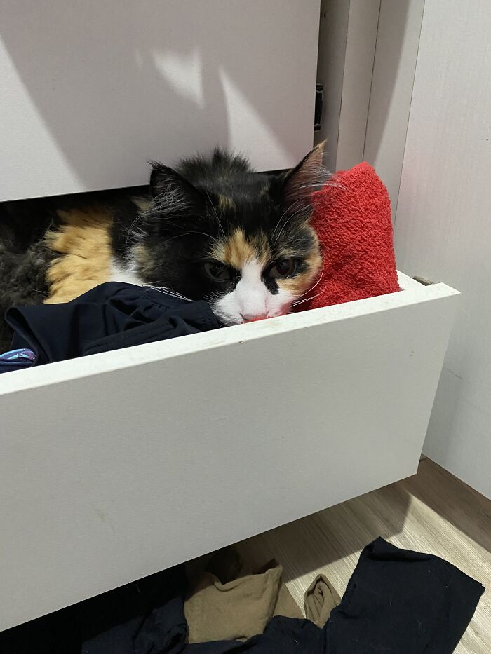She Loves To Take Out My Clothes From The Drawer So She Can Get In