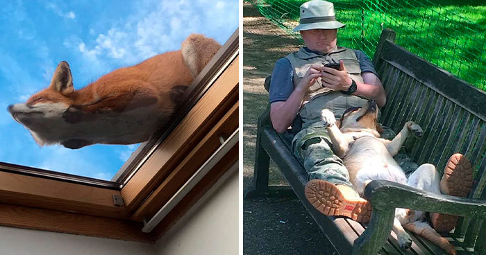 125 Times Animals Were Caught Being Lazy Slobs