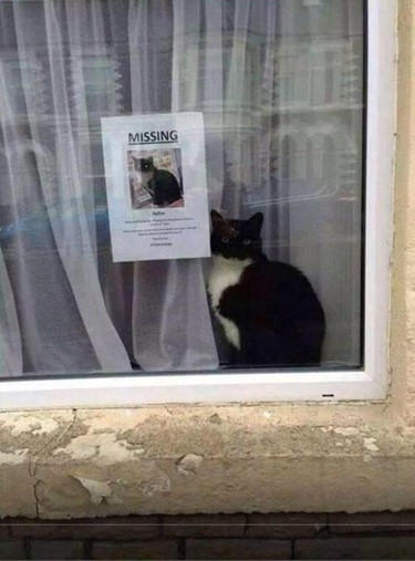 missing-cat-638fac3f6fc72.jpg
