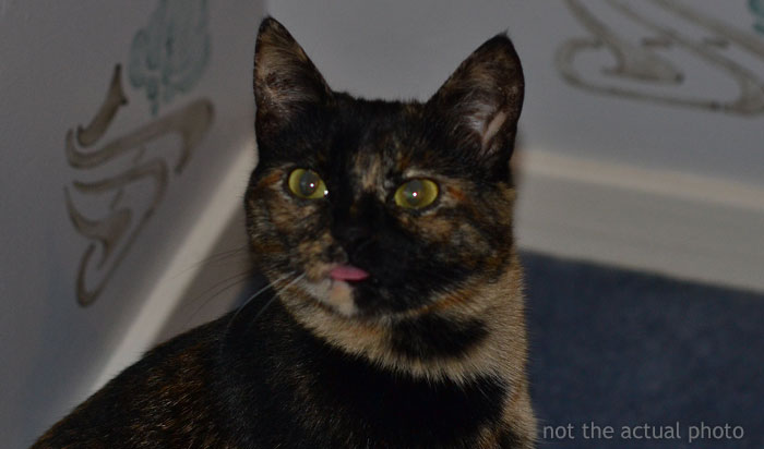 “Kevin?”: Woman Can Hear Her Neighbor Talk To Her Cat, Ends Up “Trolling” Him When He’s Desperately Looking For It