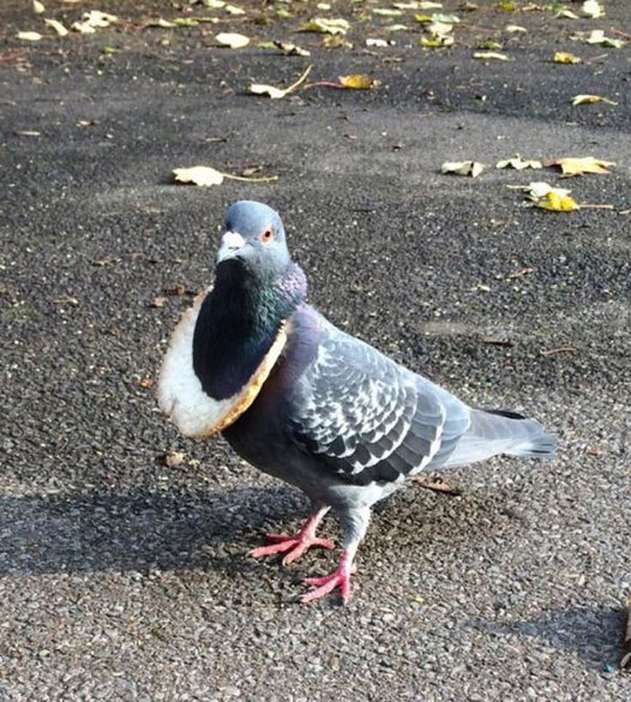 No-Context-Britain-Funny