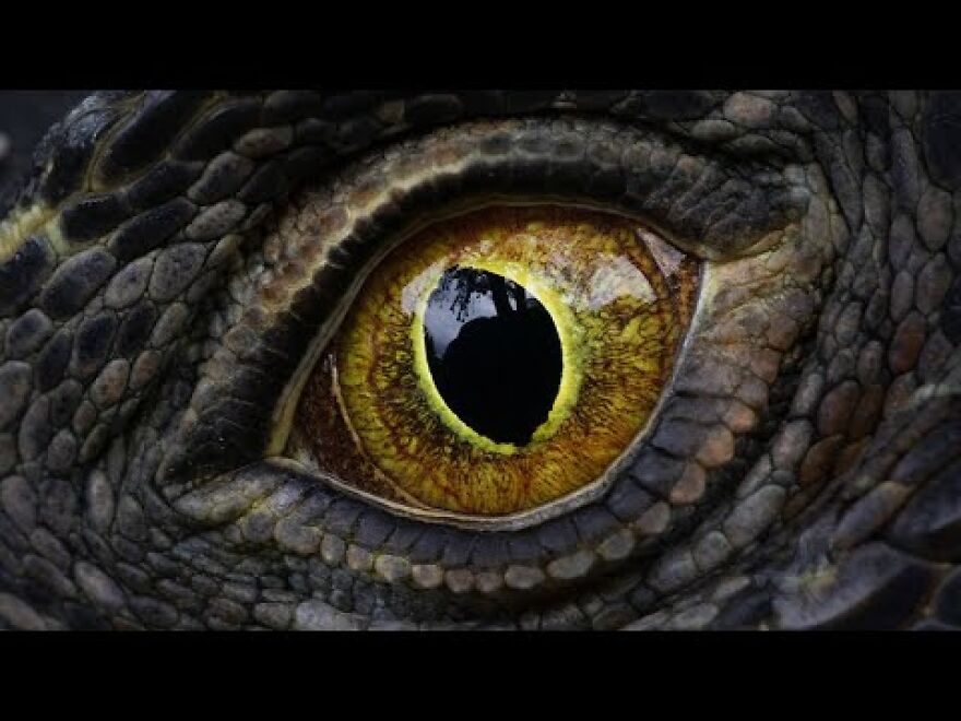 Island Of The Frozen Iguanas