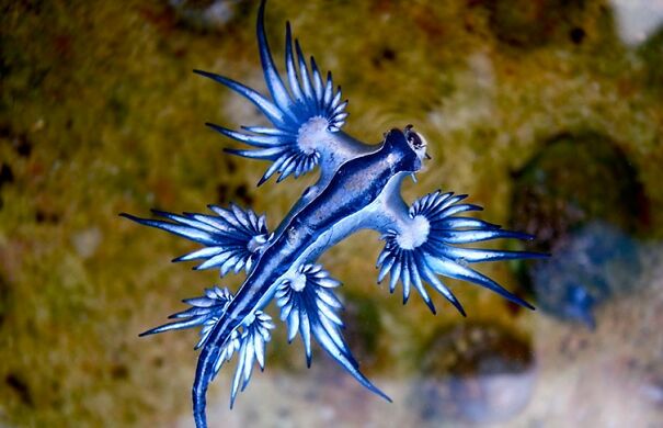 nudibranch-sea-swallow-two-column.jpg.thumb_.768.768.jpg