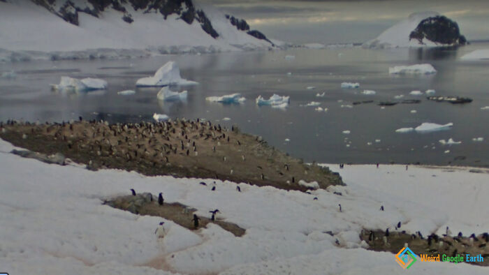 "Penguin Season". Location: Danco Island, Antarctica