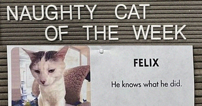 20 Pics Of Cats That Scored A Spot On The ‘Naughty And Nice’ Board At This Cat Rescue